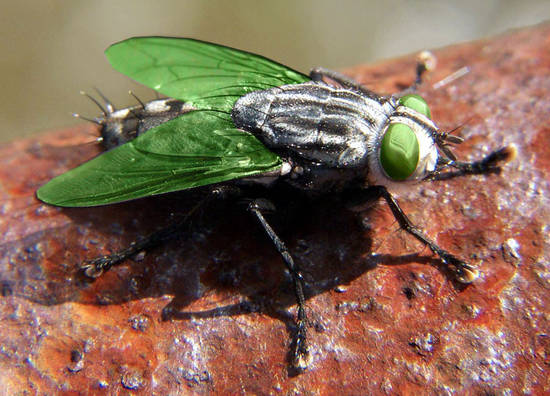 green fly