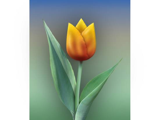 Rembrandt tulip