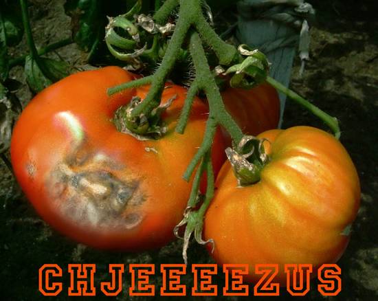 JEZUS IN A TOMATO