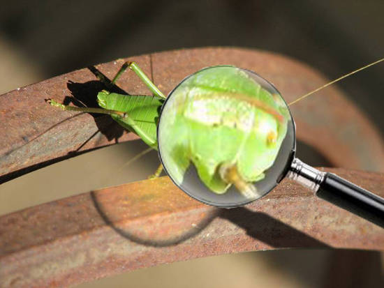 Green Cricket