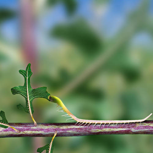 Caterpillar