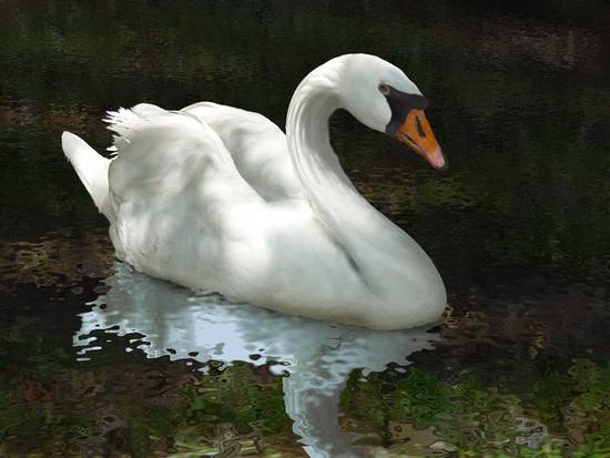 Mute Swan