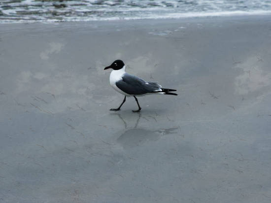 Wet Beach