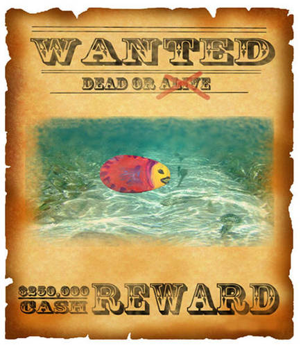 WANTED