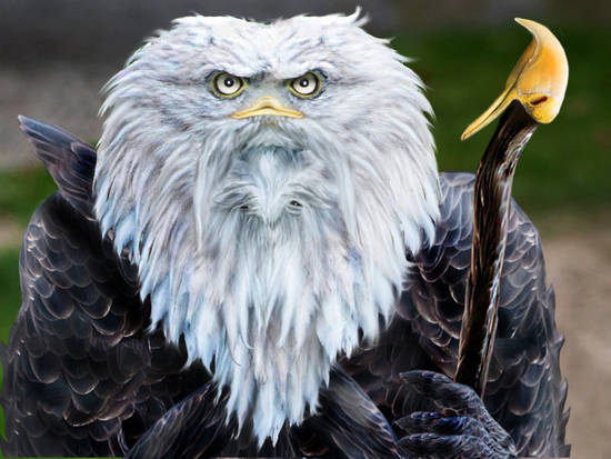 Eagle Hobbit