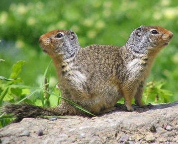 Siamese Groundhog