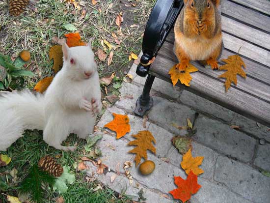 Park Snacks