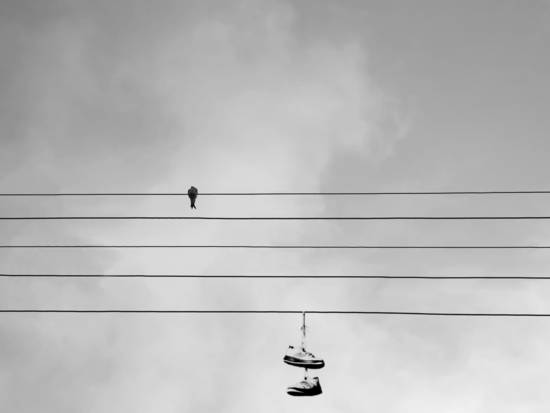 Bird On A Wire