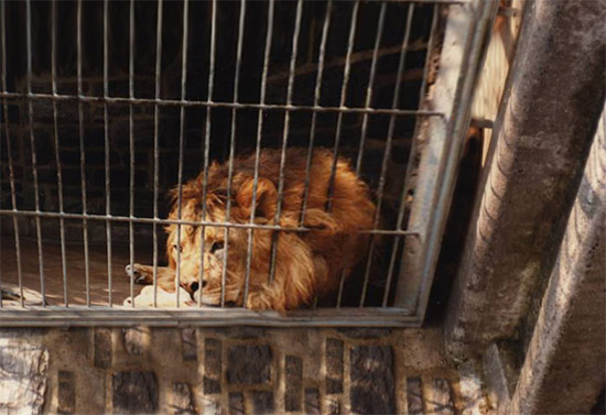 caged lion