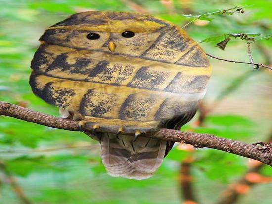 The Striped Rash Owl