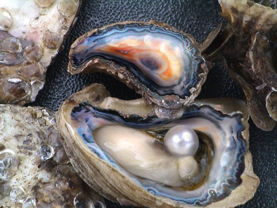 Oysters