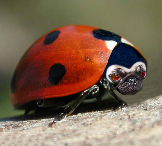 Lady Pug