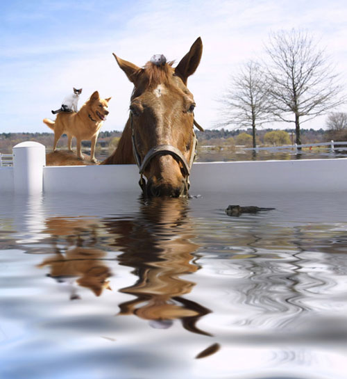 So Friendly N.O. Horse