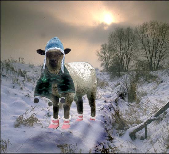 sheep in sheepclotes:P