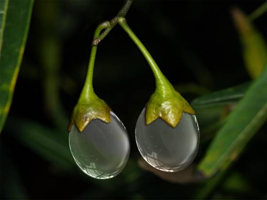 Dew Berries