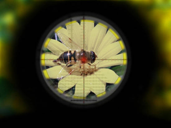 Bee Shooter