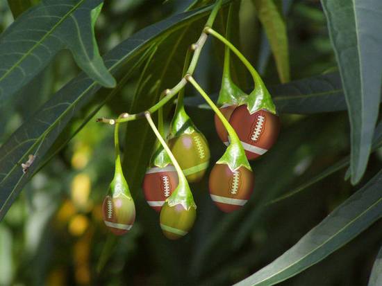 football tree