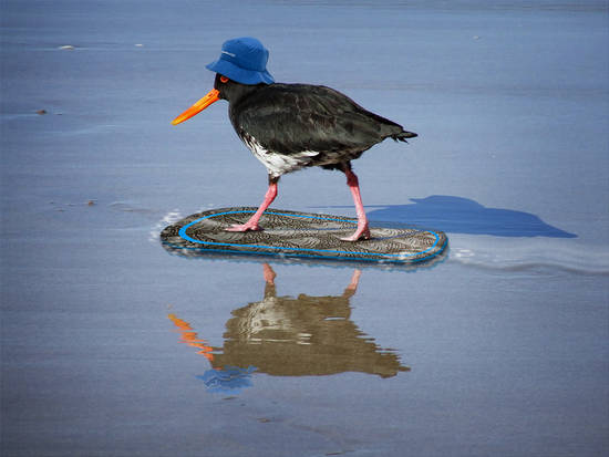 Skimboard dude