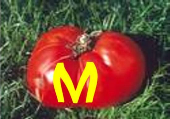 Maxim Tomato