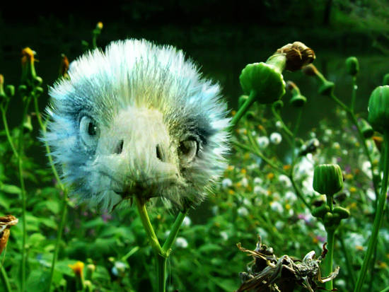 Flowering Emu