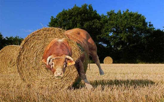 Stuck in a Hay Bale