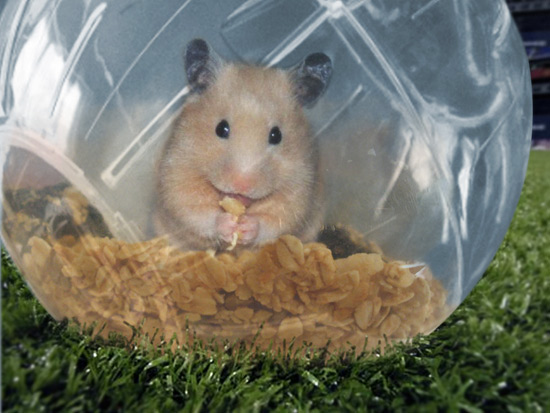 hamster ball