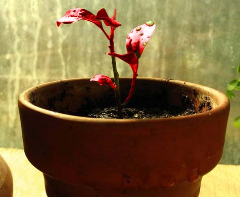 Cloned Baby Ficus !!