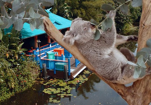 Koala River Trip