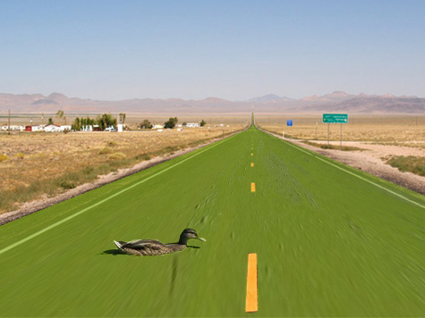 Duck Crossing