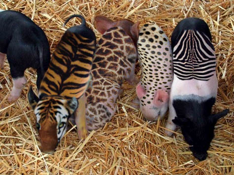 piggy zoo