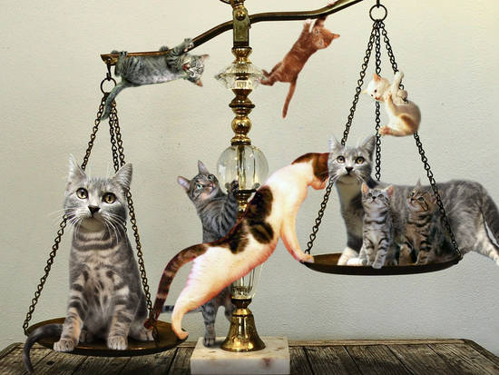 Balancing Cats