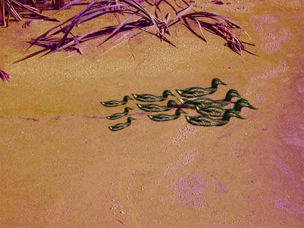 family of ducks on mars