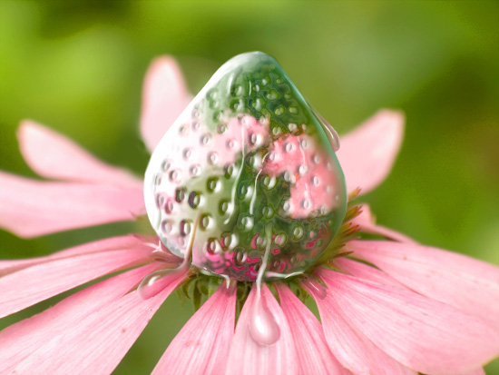 Frozen Strawberry Plant