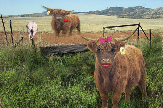 Cattle Guarded Love