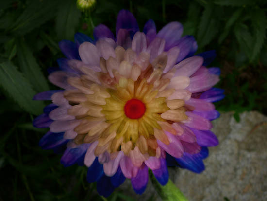 wax flower at night