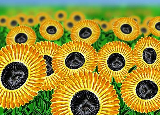 Sunflowers