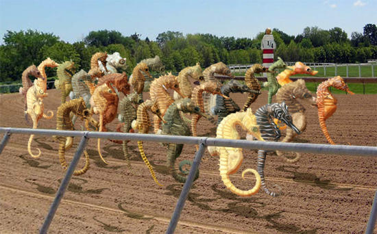 Seahorse Race