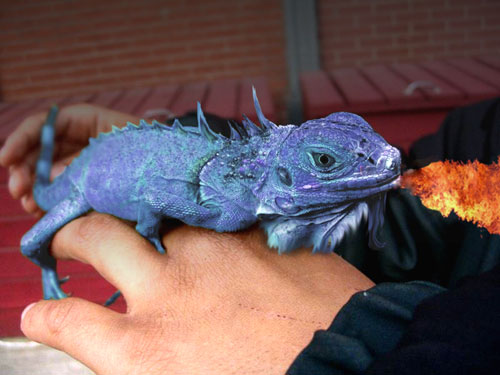 Blue Dragon