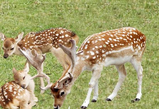 happy family