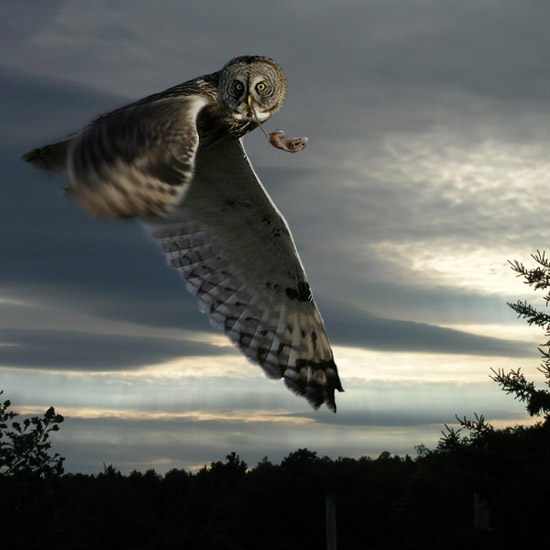 Flying Bright Eyed Bird