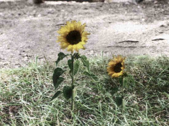 Mama & baby flower