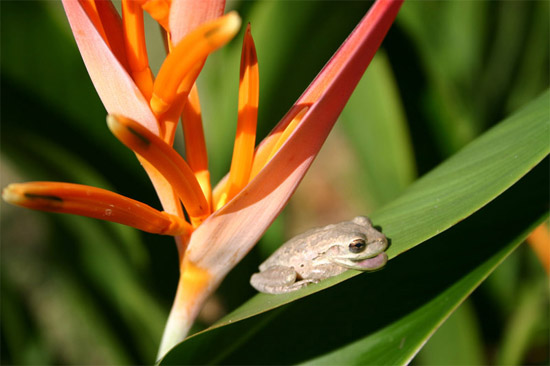 Happy froggy