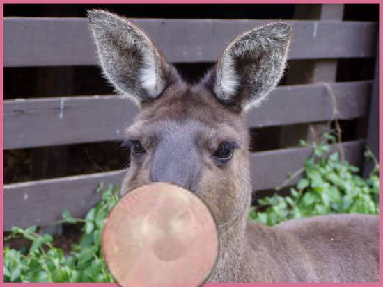 Bubbaloo Kangaroo