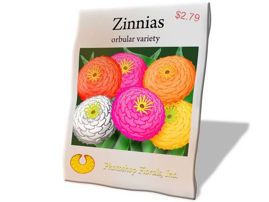 Zinnias