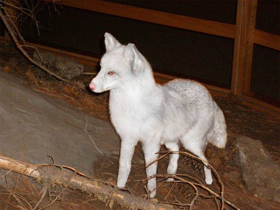 Albino Fox sighting