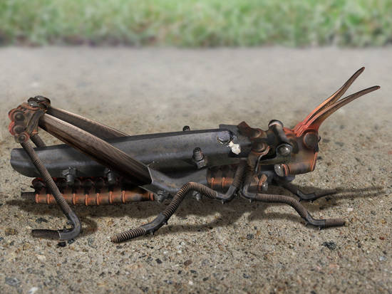 White Spotted Cricket