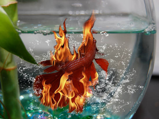 phoenix fish