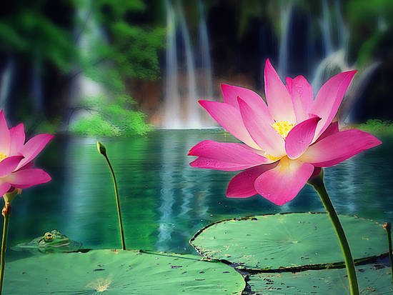 Lotus Falls