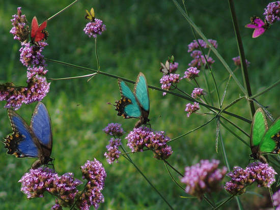 Colorful butterflies