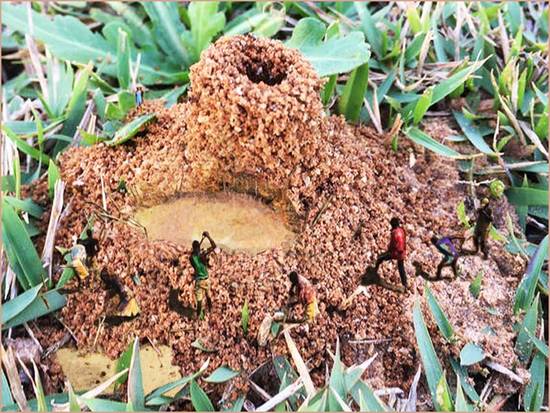 Anthill in Lilliput.